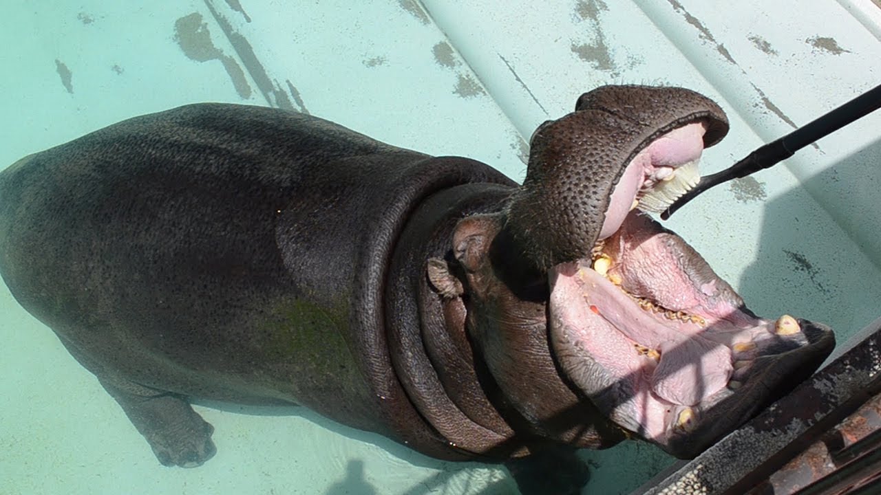 カバ、歯磨きですっきり 1.7メートルの特大ブラシで 和歌山毎日新聞