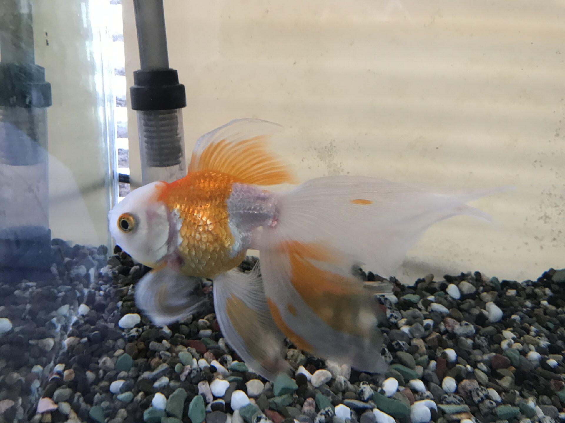夏の金魚の転覆病、塩で復活九州アクア日和