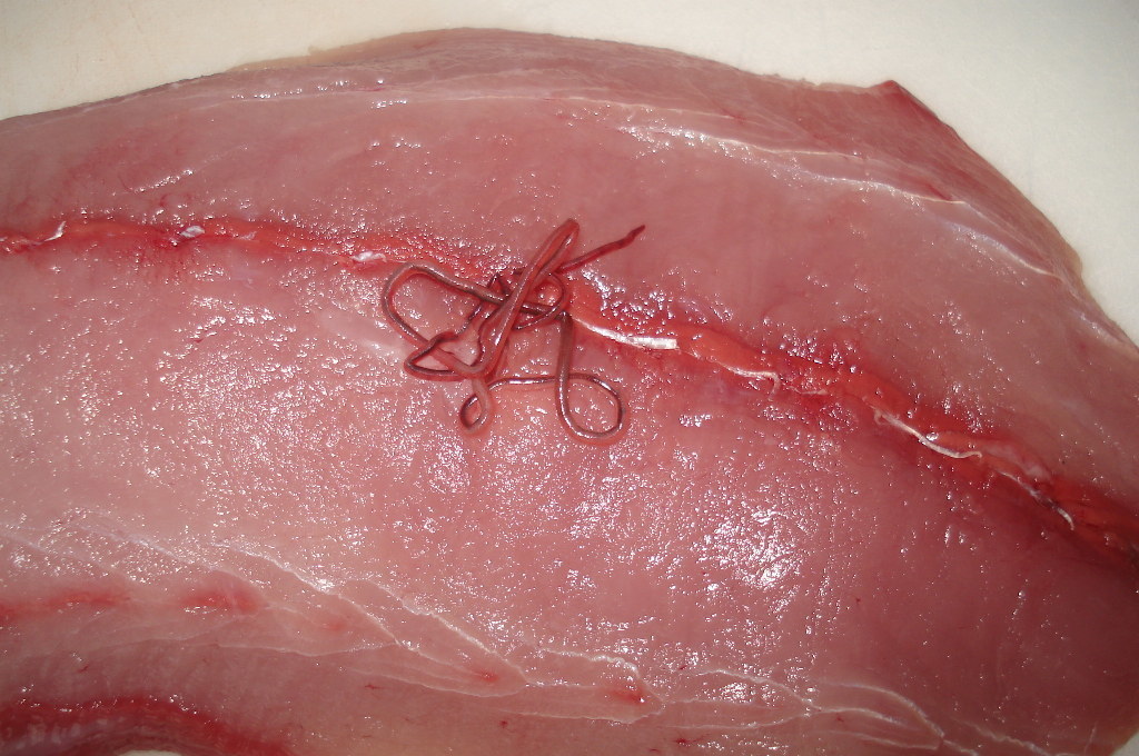 閲覧注意 海で釣った魚を料理して遭遇した寄生虫8種を紹介！ORETSURI