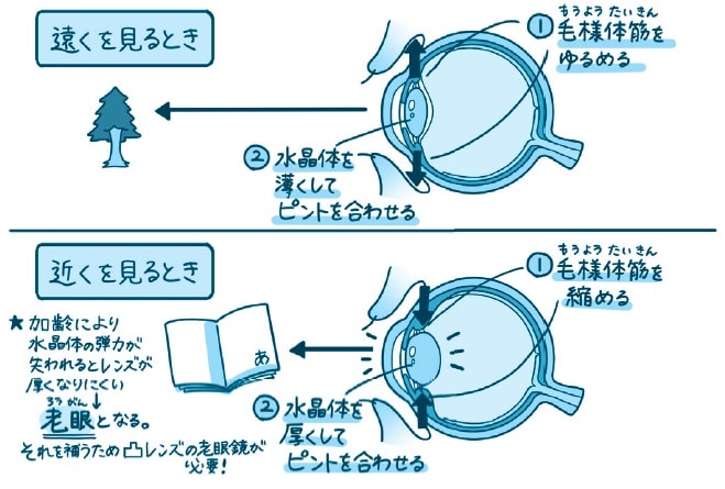 老眼対策の真実と効果的な方法を解説