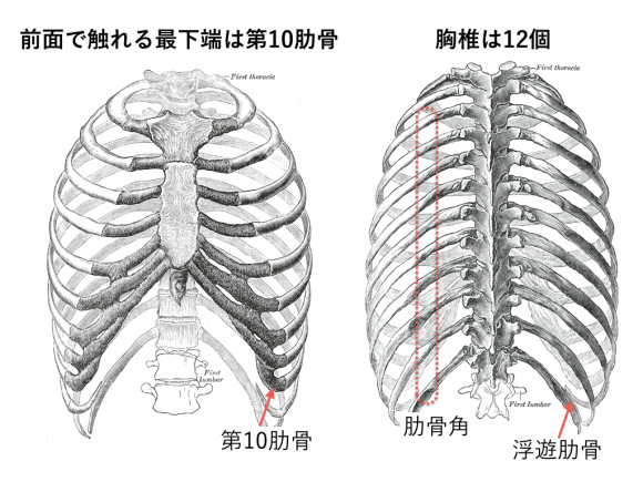 胸椎と肋骨の解剖学を解説してみた