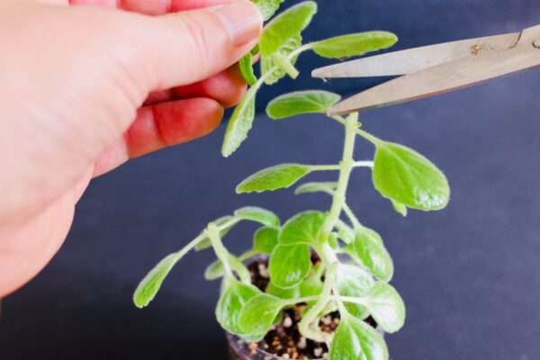 アロマティカスの植え替え方法と土選び