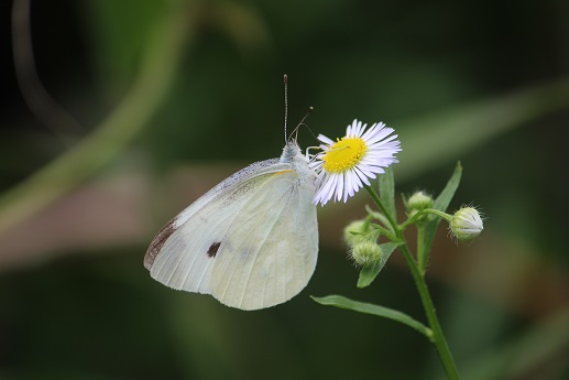完全ガイド モンシロチョウの蛹の育て方・期間・色趣味のアゲハ館