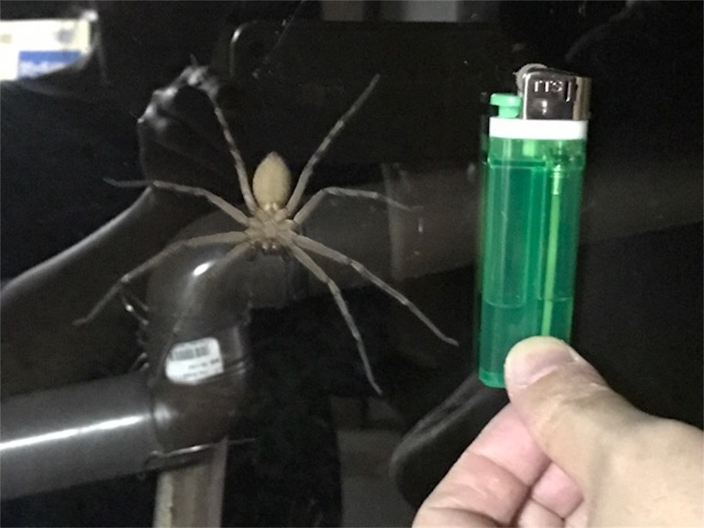 蜘蛛を夜殺すのは駄目なの？毒の有無の見分け方や退治方法は？ちょっとした工夫で心豊かな生活を