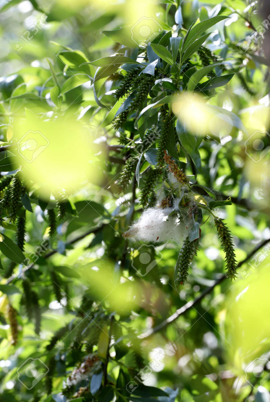 ポプラの綿毛のアレルギー — ストック写真 © nanka-photo47320933