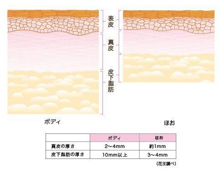 皮膚の役割と機能とは？ 医師監修 肌の再生医療専門 RDクリニック