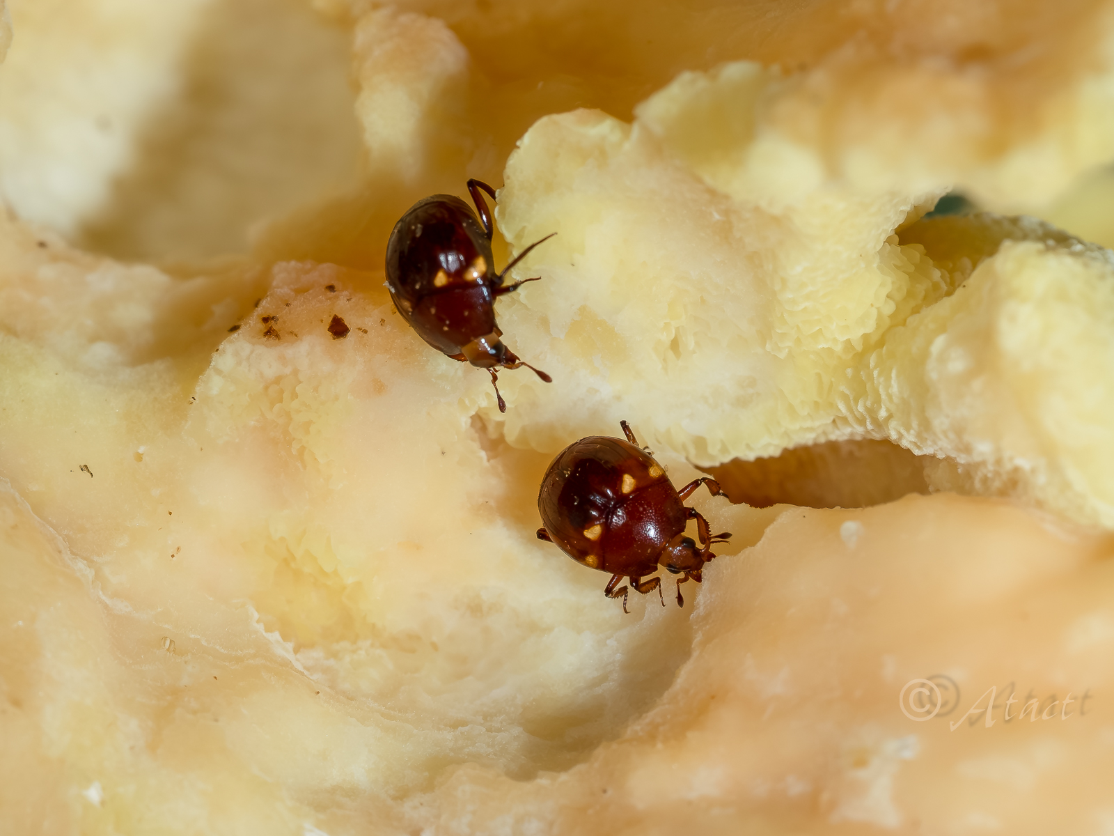 オオヒラタエンマムシ 1頭 京都府 - Insect Islands 〜南の島の昆虫標本屋さん