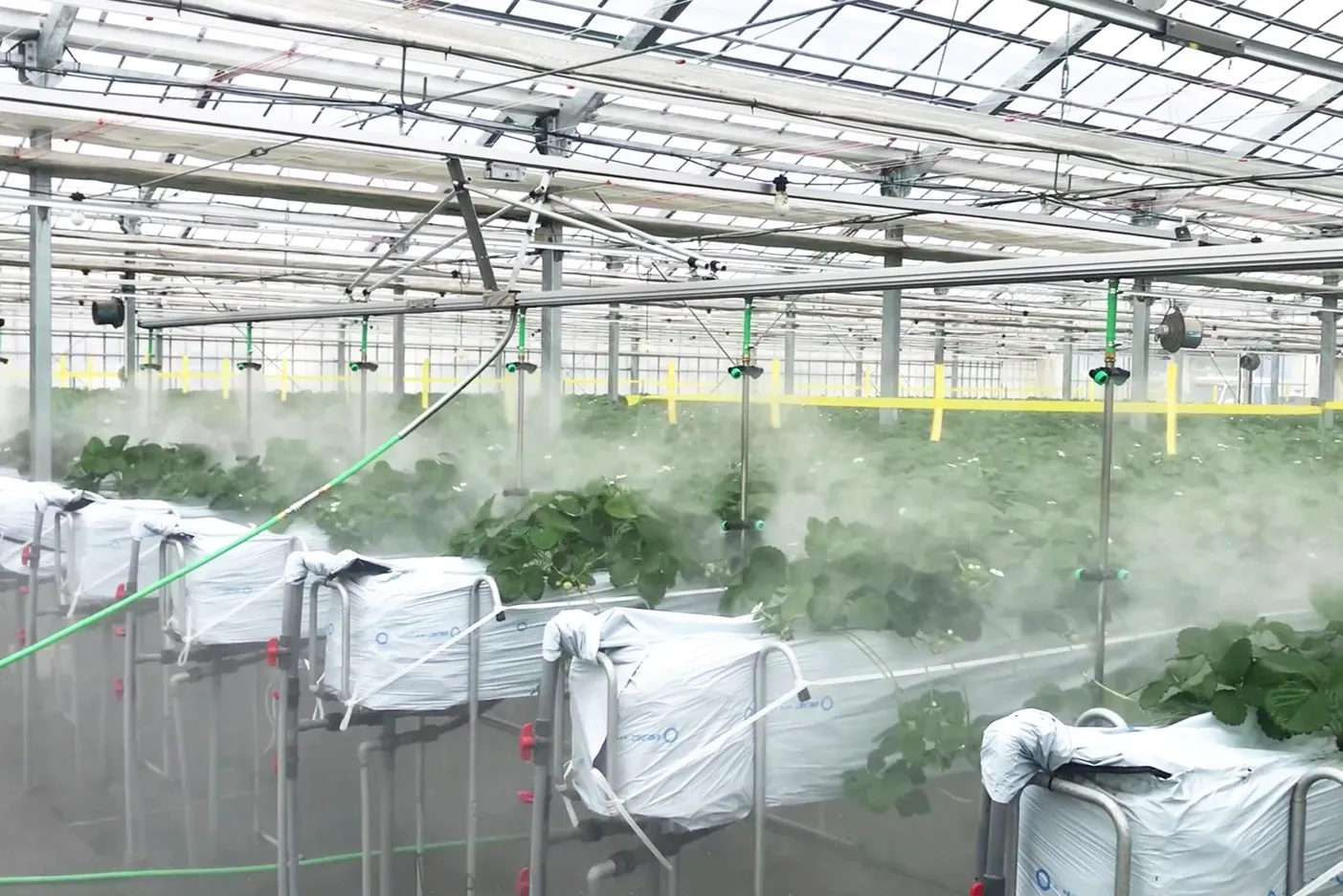 苺ハウス授粉用のミツバチ巣箱を設置し中身を見てみた イチゴ栽培