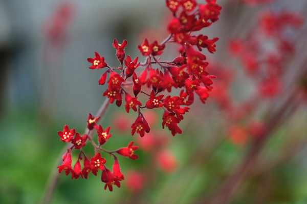 ヒューケラが葉焼け?葉焼けする原因や対処法・復活のさせ方・夏の暑さから守る夏越しのさせ方を紹介!えみhanaガーデン
