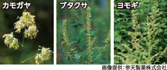 花粉症：やさしい耳鼻咽喉科講座：日本耳鼻咽喉科学会広島県地方部会