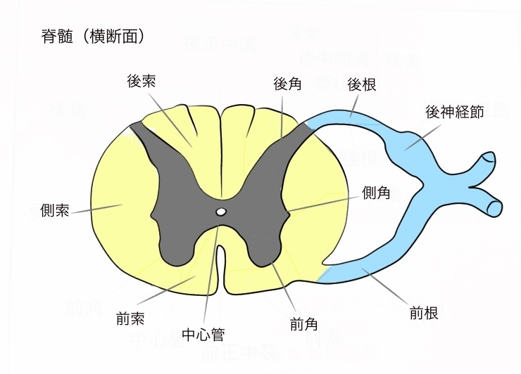 脊髄医療用モデルに取り付けられた脊髄と第5頸椎の断面の