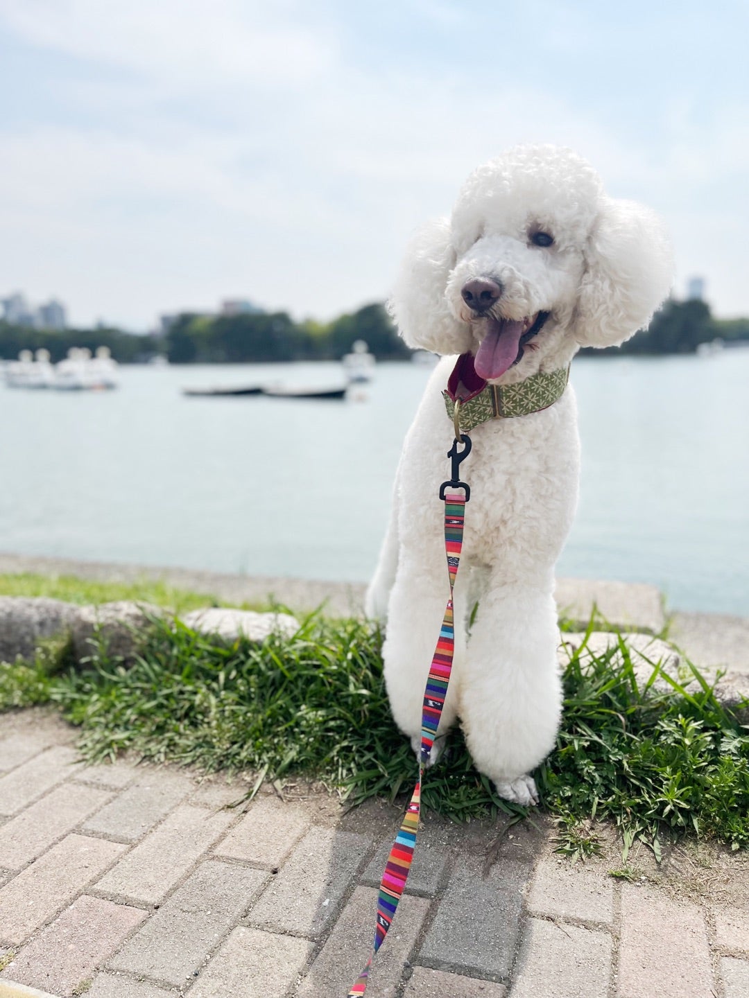 関西のペットショップなら空港ドッグセンターなんば店トリミング料金表