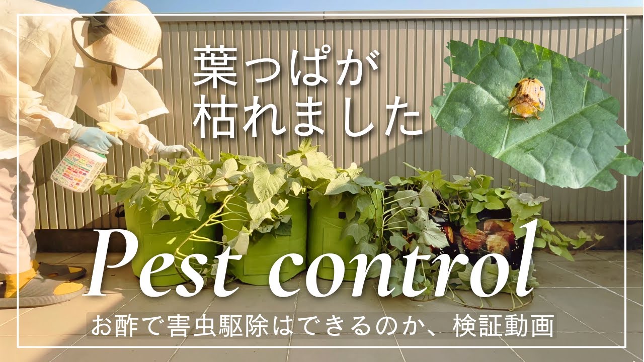 病害虫解説 さつまいもの害虫 ヨツモンカメノコハムシ・イモキバガ- YouTube