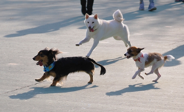 イベント目白押し！西東京いこいの森公園でバーベキューまで遊び尽くす！ | キャンプ・アウトドア情報メディアhinata