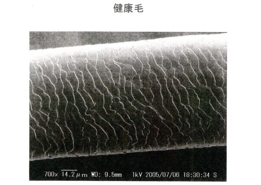 髪の毛拡大イラスト 健康な髪の毛 キューティクル イラスト素材6850771- フォトライブラリー photolibrary