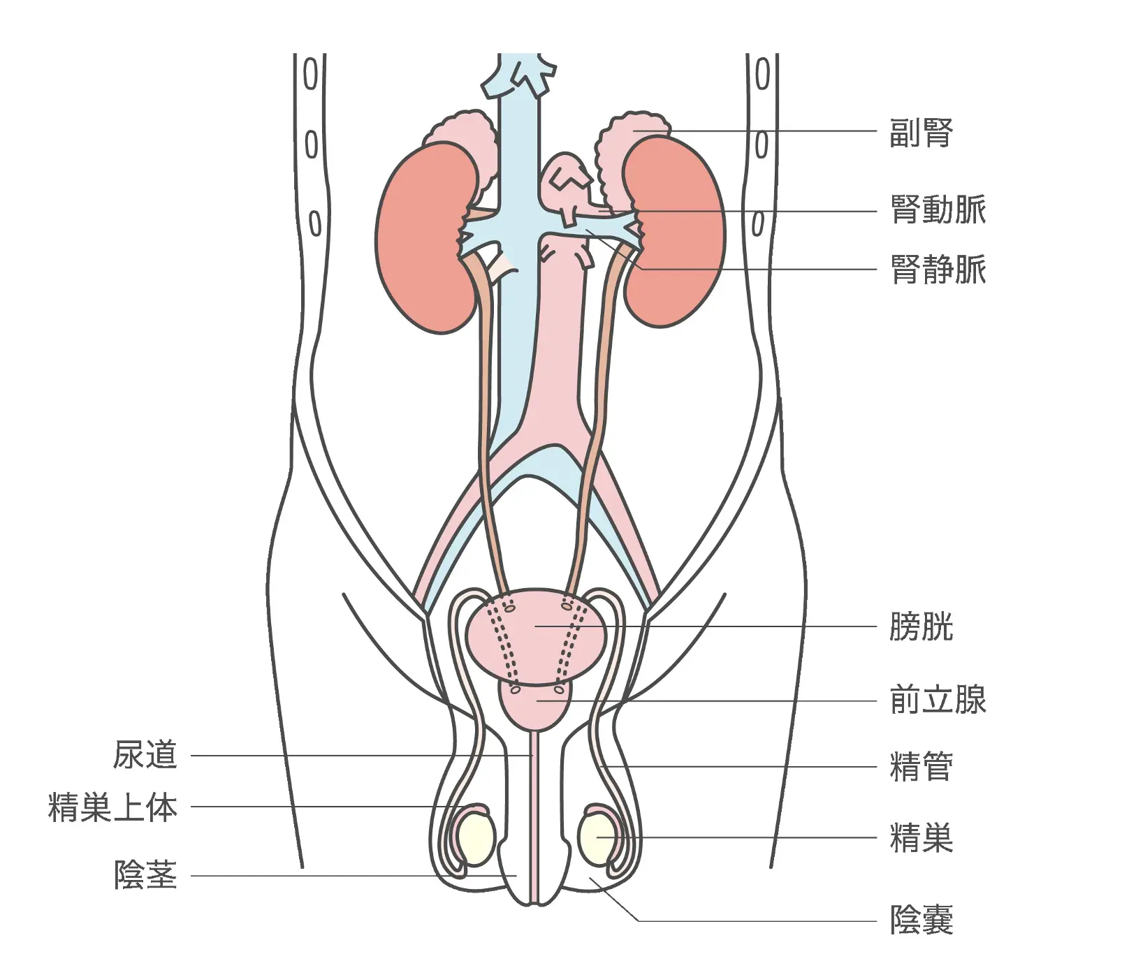 医学生道場 腎臓の解剖！腎動脈、腎静脈の位置は？ 解剖学腎臓内科医学生道場
