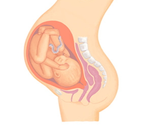 Amazon.co.jp: 人間の妊娠の骨盤の解剖学モデル妊婦のための解剖学 4D、赤ちゃんの骨格の解剖学モデルを備えた骨盤の解剖学 :産業・研究開発用品