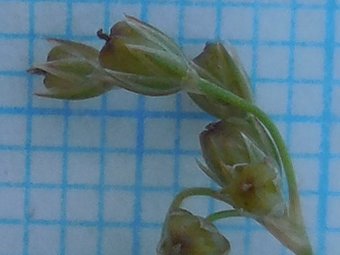 有害物質を撃退!? 畳の原料「い草 イグサ 」の○○がスゴい！注目のビューティーフード情報をまとめてチェック！ママテナ