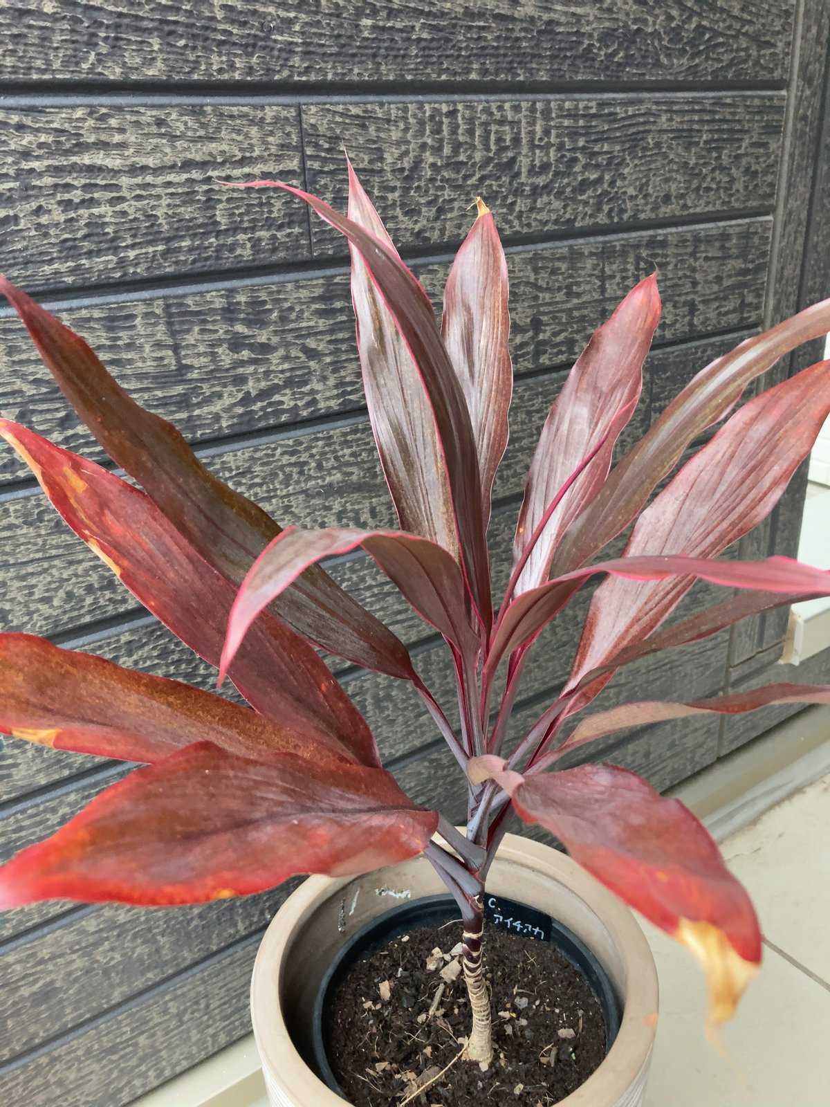 観葉植物に元気がない!枯らさないための対策を実例とともにご紹介