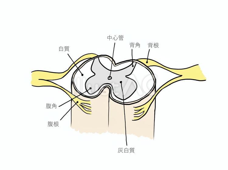 脊椎神経の構造 - 医療のイラスト・写真・動画、素材販売サイトのメディック medick