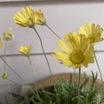 ヒメノウゼンカズラの特徴や育て方、挿し木のやり方等の紹介 テコマ・カペンシス