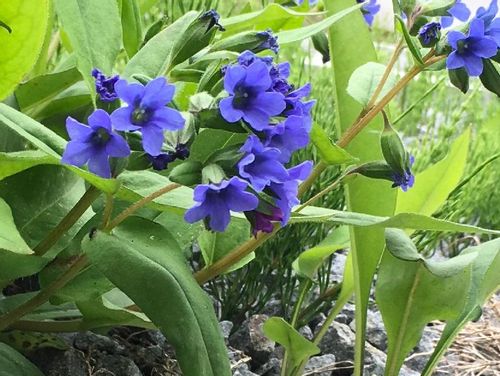 プルモナリアの育て方・基本情報・まとめ – プロが伝える栽培ブログThe Garden Party-ザ・ガーデンパーティ