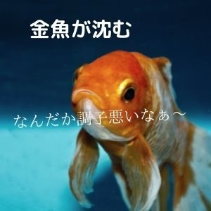 金魚が浮く・沈む転覆病と便秘・消化不良の関係と対処法とは東京アクアガーデン