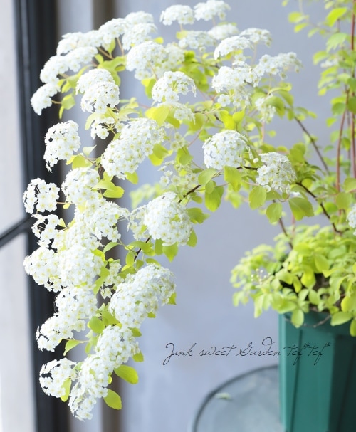 コデマリの苗木を販売 花育通販