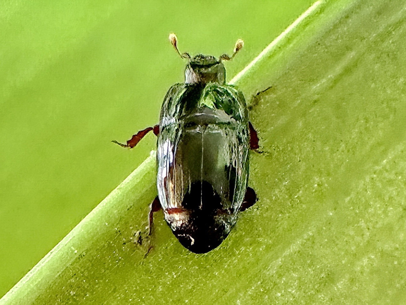 コエンマムシ萌萌虫雑記帳