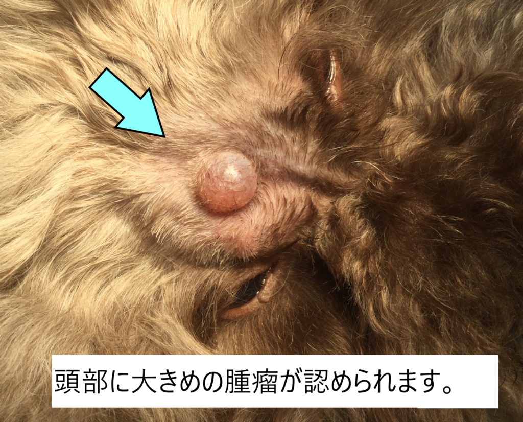 犬のイボ、ケア方法は？良性、悪性があるって本当？獣医さんに聞いてみましたプレミアムドッグフード専門店・通販 POCHI - ポチ公式サイト