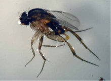 ノミバエ防除について自社ニュース神栄産業株式会社