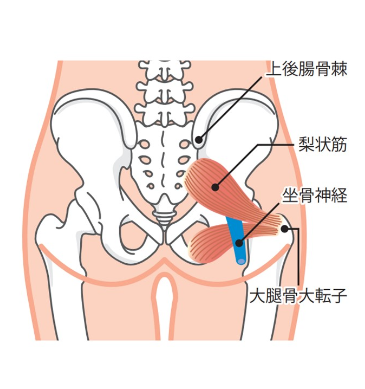 仙骨と疾患の関係仙骨調整院セイクラムバランス仙骨仙腸関節の調整院東京世田谷セイクラムバランス オフィシャルサイト