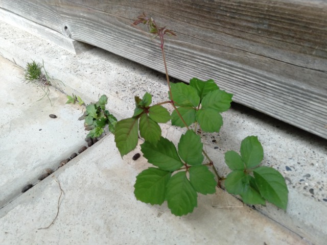 駆除したやぶからし 写真素材5613617- フォトライブラリー photolibrary