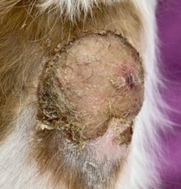 皮膚疾患あさか台動物病院・朝霞市 動物病院