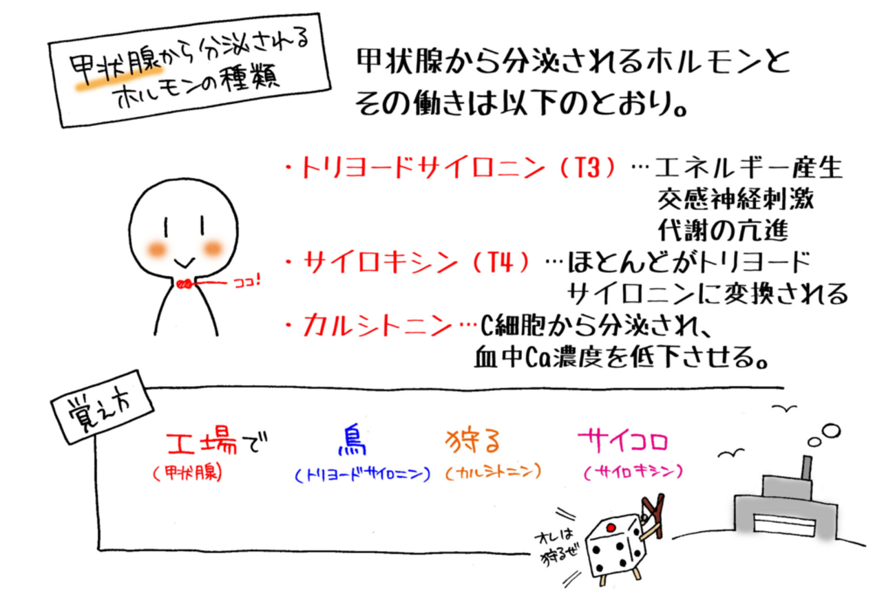 消化酵素と消化管ホルモンの覚え方