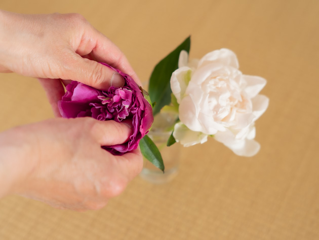 芍薬の花-生け方や手入れシャクヤク蕾が咲かない