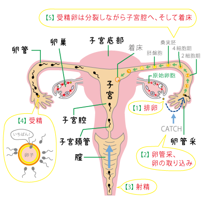 妊娠中の腰痛杉並区浜田山浜田山CAZU整骨院