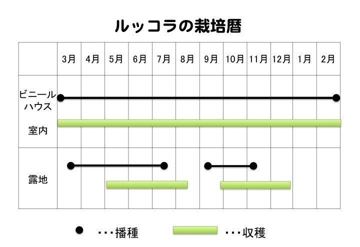 ルッコラの適温は？ 適温の範囲、効果、異常