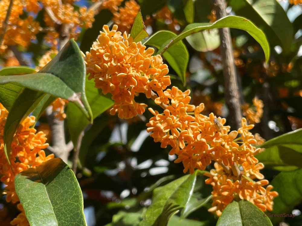 金木犀の花言葉 怖い意味や恋愛にぴったりな意味もある