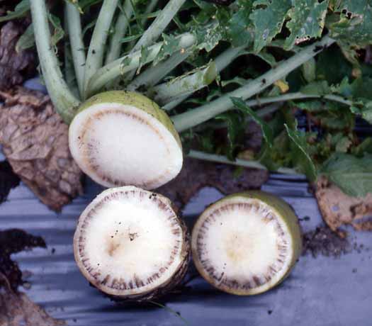 大根 ダイコン に発生する病気と害虫菜園ラボ