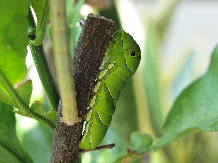ナミアゲハの蛹化 幼虫からサナギへの変化 Butterfly Metamorphosis