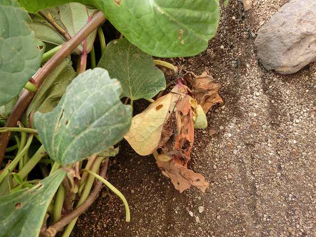 サツマイモ 「苗が枯れた!?」 大丈夫。それにはちゃんと理由があります 家庭菜園6 5追記 きゃろとと