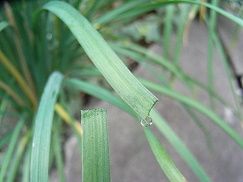 ニラの芽: farm_ogawa