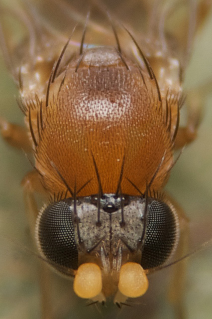 ノミバエ・ショウジョウバエ - 怪虫堂