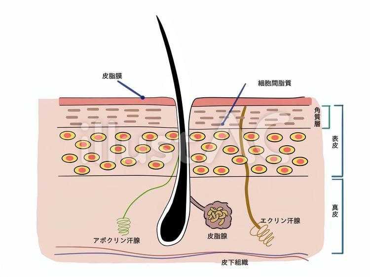 毛穴 肌表面 セットイラスト