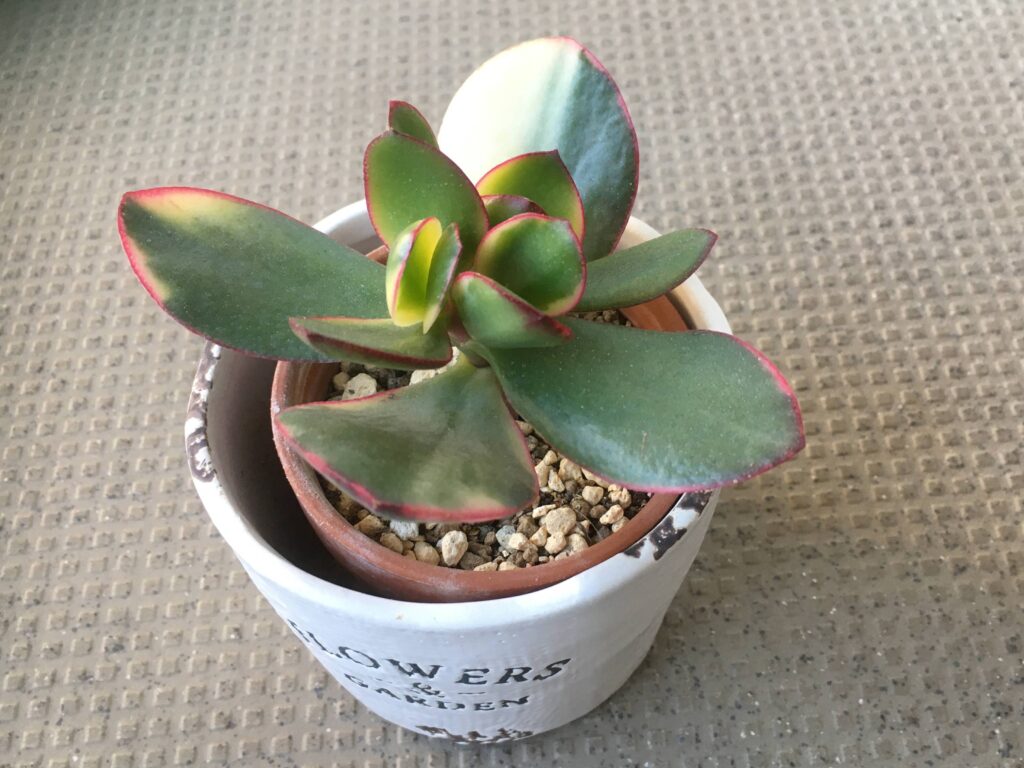 金のなる木ですが、この猛暑 37度以上 のあおり、枯れてきております。い- Yahoo!知恵袋