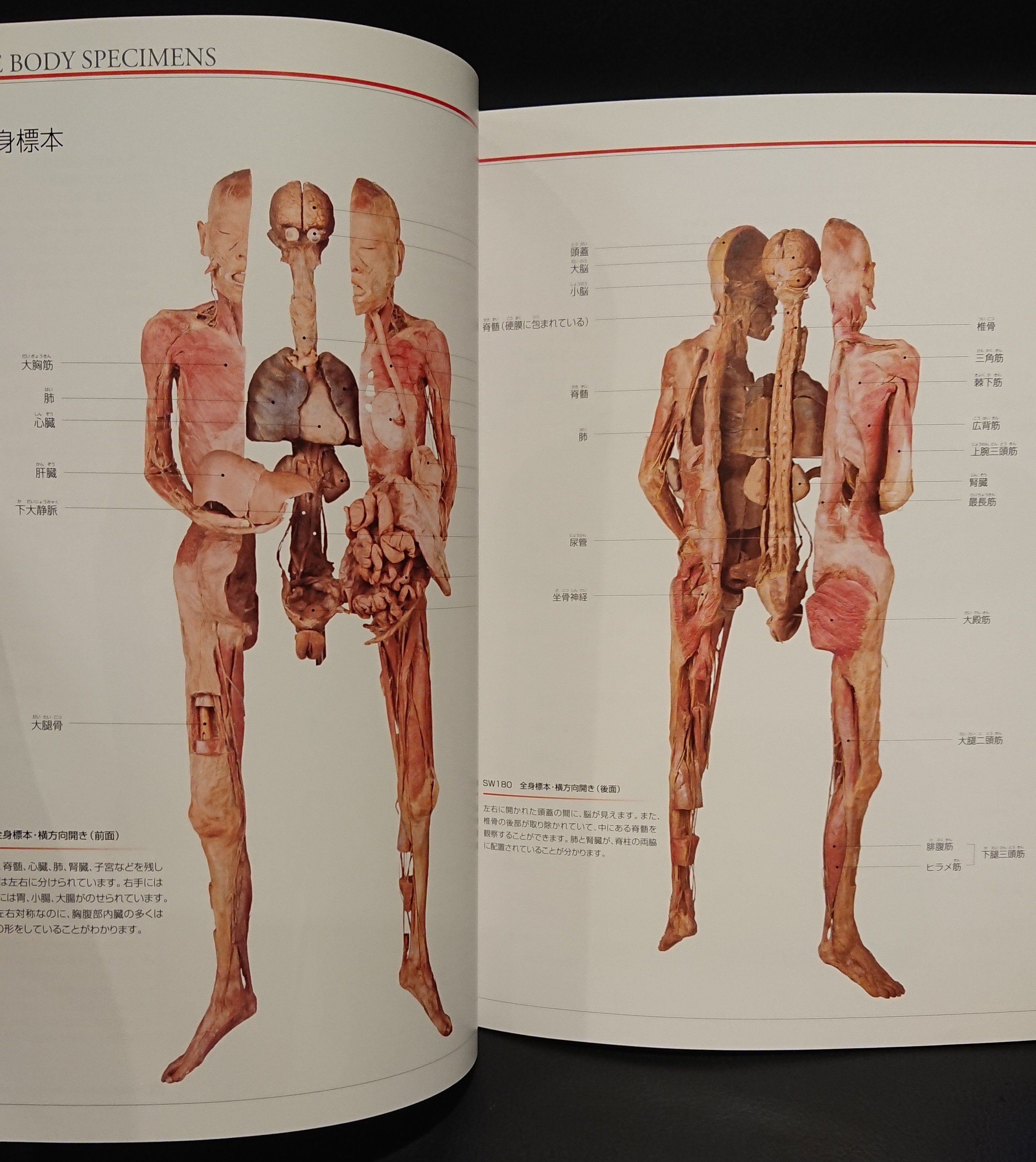 人体の神秘」・ああ、そうだったのか！ - 投錨備忘録 － 暇つぶしに借りた本のメモを残すブログ