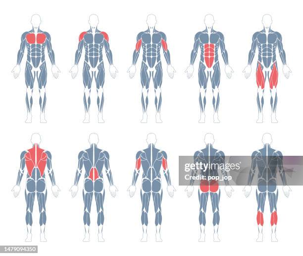 実物大 筋肉図鑑 坂井建雄 監修 野口賢司 絵BBMスポーツベースボール・マガジン社