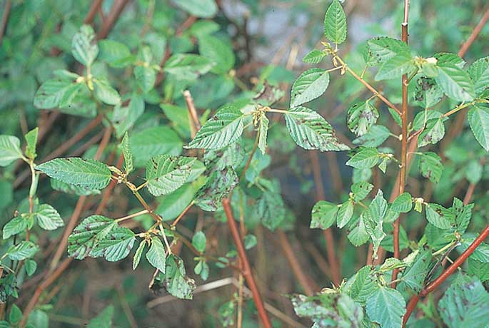 ポトスの葉に黒い斑点・シミ！黒く傷になる理由ポトスの育て方