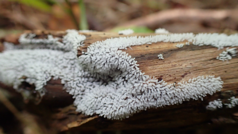 ツノホコリは拡大して見るとけっこういい！ - いきもの は おもしろい
